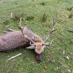 Sika Dybowski hunt in game preserve Jitro in the Czech republic