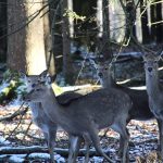 Game preserve Jitro