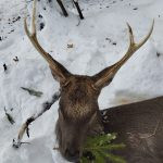 Japanese sika deer harvested in Stará Huť hunting ground