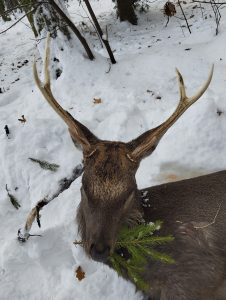 Hunting permit for trophy game in the Vysočina Region 2026/2027 2