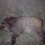 Wild boar hunting
