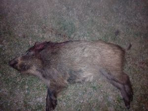 Hunting game in the Iron Mountains 2026/2027 0