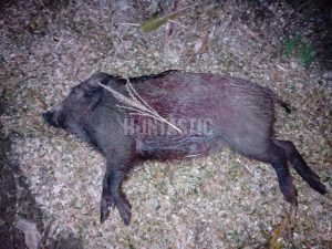 Wild boar and deer hunting in Vysočina region 3