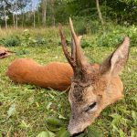 Czech hunt roe buck in Žatec region