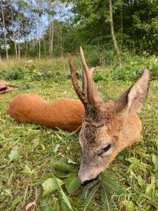 Czech hunt roe buck in Žatec region 2025 0