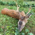 Czech hunt roe buck in Žatec region