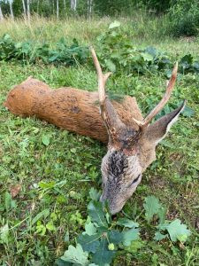 Czech hunt roe buck in Žatec region 2025 1