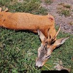 Roe buck hunt in the Czech Republic, Žatec region