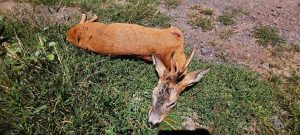 Czech hunt roe buck in Žatec region 2025 3