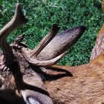 Czech hunt roe buck in Žatec region