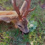 Roe buck hunt in the Czech Republic, Žatec region