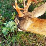 Czech hunt roe buck in Žatec region