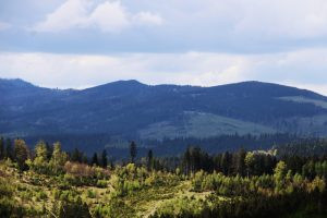 Wild boar hunt in the Czech Republic in the Beskydy mountains 0