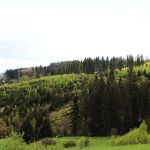 Hunting free area for the red stags Gírová in the Czech Republic