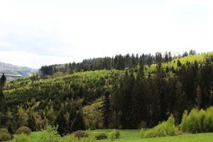 Wild boar hunt in the Czech Republic in the Beskydy mountains 3