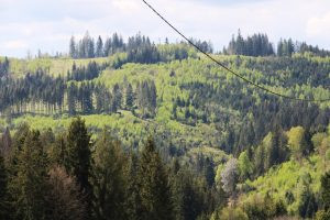 Wild boar hunt in the Czech Republic in the Beskydy mountains 2