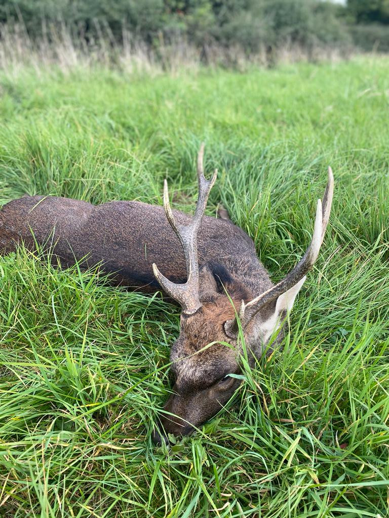 Sika deer in West Bohemian