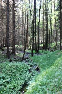 Hunting permit in the Czech Republic, hunting ground Vytůň 2