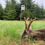 Roe buck hunting near Kamenice nad Lipou (1)