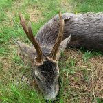 Czech hunt roe buck Highland Region