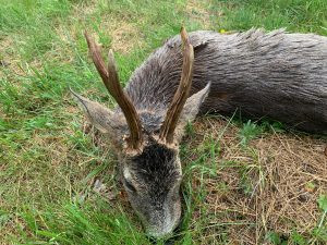 Roe buck hunt in the Czech Republic in Highland 2