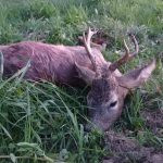 Czech hunt roe buck Highland Region