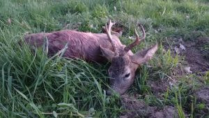 Roe buck hunt in the Czech Republic in Highland 1