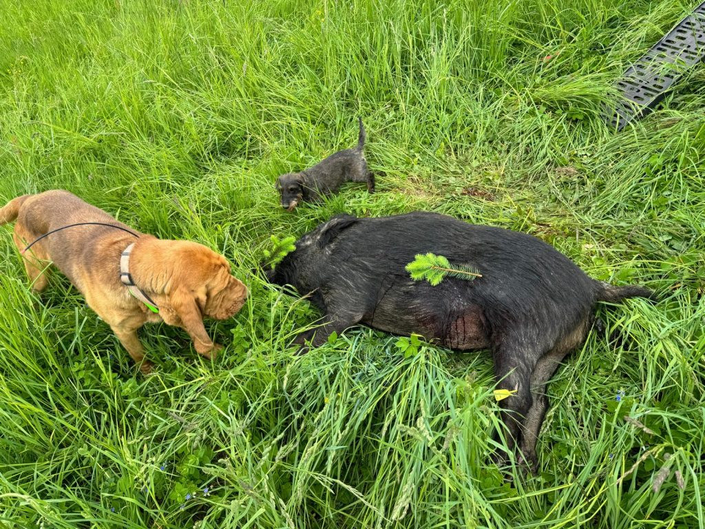 Wild boar hunt in the Czech Republic in the Beskydy mountains