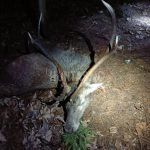 Red stag hunt in the Czech Republic in Beskydy mountain