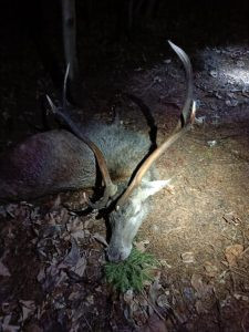 Red stag hunt in the Czech Republic in Beskydy Mountain 2026/2027 3