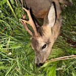 Roe buck hunting in the Czech Republic- Beskydy mountains