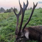 Red stag hunt in the Czech Republic in Beskydy mountain ✅ Red stag hunt during the rut