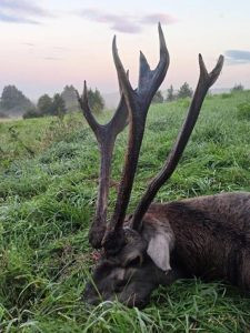 Red stag hunt in the Czech Republic in Beskydy Mountain 0