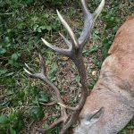 Red stag hunt in the Czech Republic in Beskydy mountain ✅ Red stag hunt during the rut