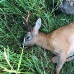 Roe buck hunting in the Czech Republic- Beskydy mountains