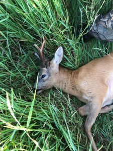 Roe buck hunt in the Czech Republic Beskydy Mountains 2024 1