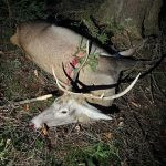 Red stag hunt in the Czech Republic in Beskydy mountain