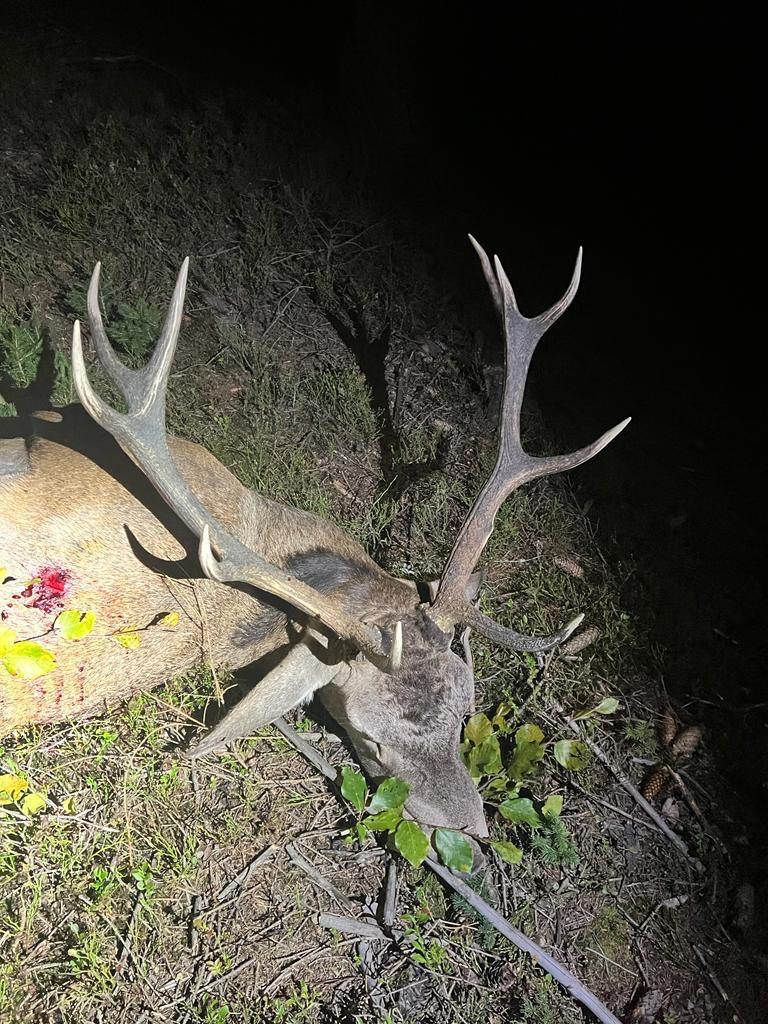 Red stag hunt in the Czech Republic in Beskydy Mountain