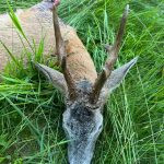 Roe buck hunting in the Czech Republic- Beskydy mountains