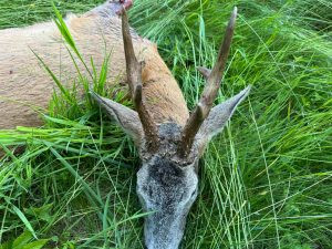 Roe buck hunt in the Czech Republic Beskydy Mountains 2024 0