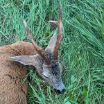 Roe buck hunting in the Czech Republic- Beskydy mountains