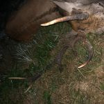 Red stag hunt in the Czech Republic in Beskydy mountain