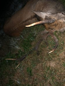 Red stag hunt in the Czech Republic in Beskydy Mountain 3