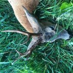 Roe buck hunting in the Czech Republic- Beskydy mountains