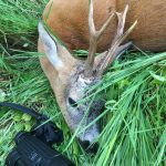 Roe buck hunting in the Czech Republic- Beskydy mountains