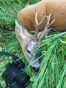 Roe buck hunt in the Czech Republic Beskydy Mountains 2024 2