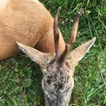 Roe buck hunting in the Czech Republic- Beskydy mountains