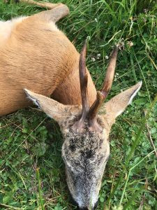 Roe buck hunt in the Czech Republic Beskydy Mountains 2024 3