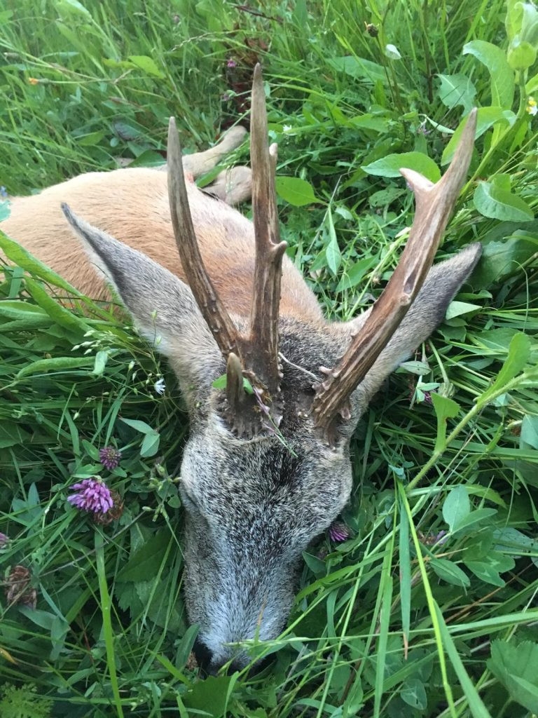 Roe buck hunt in the Czech Republic Beskydy Mountains 2024