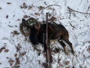 Mouflon hunt in the Czech Republic 2025/2026 3